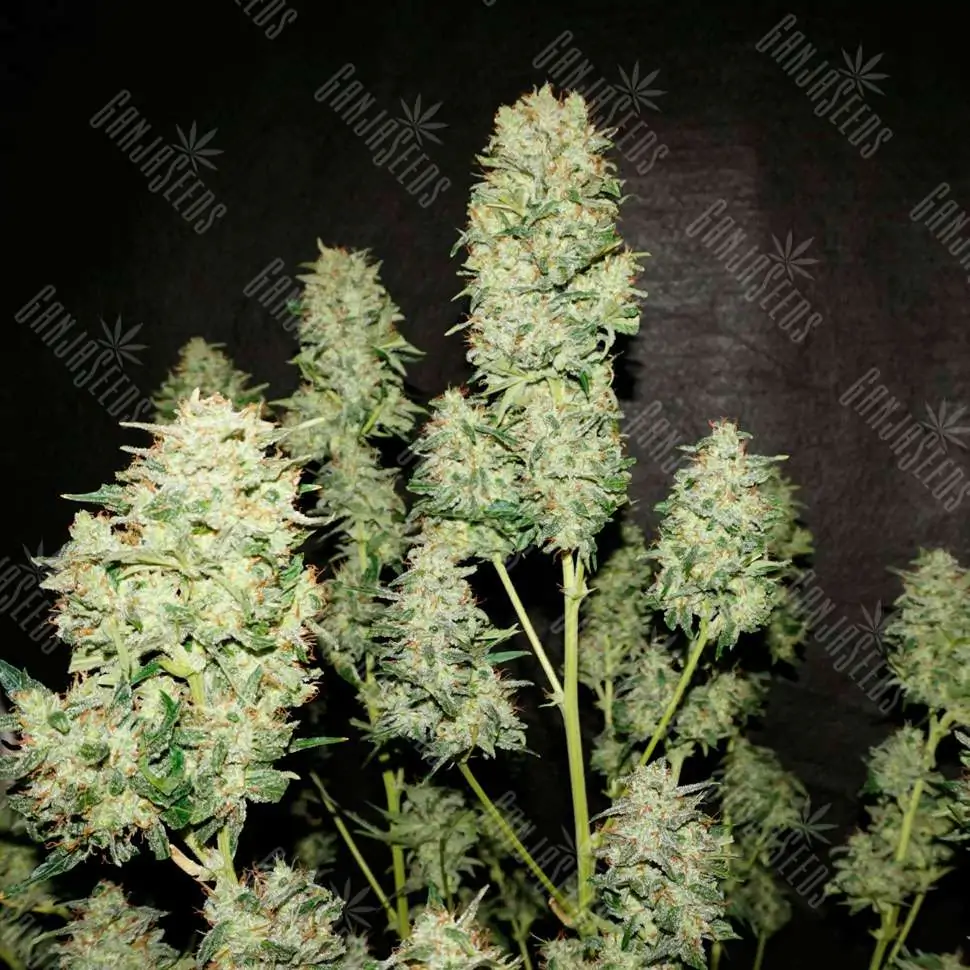 OG Kush feminised Ganja Seeds семена купить, цены поштучно в