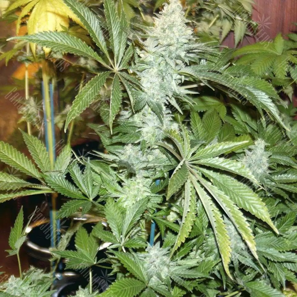 White Rhino feminised Ganja Seeds семена купить, цены поштучно в