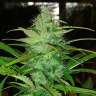 купить семена конопли в оригинальных упаковках Auto Diesel feminised купить семена конопли в оригинальных упаковках Auto Diesel feminised