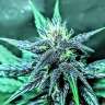 купить семена конопли феминизированные Auto Diesel feminised купить семена конопли феминизированные Auto Diesel feminised