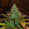 купить автоцветущие семена конопли Auto Diesel feminised купить автоцветущие семена конопли Auto Diesel feminised