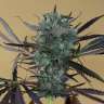 купить семена марихуаны недорого Chemdog feminised
купить семена марихуаны недорого Chemdog feminised