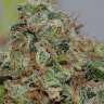 заказать семена конопли Big Bud feminised заказать семена конопли Big Bud feminised