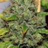 семена культурной конопли купить Big Bud feminised семена культурной конопли купить Big Bud feminised