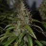 купить семена конопли Киев Big Bud feminised купить семена конопли Киев Big Bud feminised