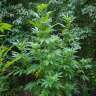где заказать семена конопли Crimea Blue feminised Barneys Farm