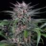 семена конопли с доставкой Auto Killer Kush feminised
 семена конопли с доставкой Auto Killer Kush feminised