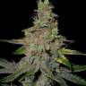 купить онлайн семена конопли Auto Killer Kush feminised
 купить онлайн семена конопли Auto Killer Kush feminised