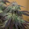 заказать смена конопли в украине Auto Killer Kush feminised
 заказать смена конопли в украине Auto Killer Kush feminised