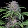 купить семена конопли с доставкой Auto Killer Kush feminised
 купить семена конопли с доставкой Auto Killer Kush feminised