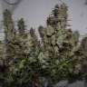 заказать семена конопли с лоставкой Auto Killer Kush feminised
 заказать семена конопли с лоставкой Auto Killer Kush feminised