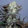 семена конопли для курения Auto Killer Kush feminised
 семена конопли для курения Auto Killer Kush feminised