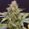 семена конопли автики Auto Killer Kush feminised
 семена конопли автики Auto Killer Kush feminised