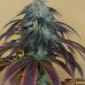 элитные семена конопли Auto Killer Kush feminised
 элитные семена конопли Auto Killer Kush feminised