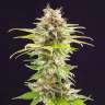 сортовые семена конопли Auto Killer Kush feminised
 сортовые семена конопли Auto Killer Kush feminised
