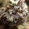 Семена каннабиса Auto Killer Kush feminised Ganja Seeds Семена каннабиса Auto Killer Kush feminised Ganja Seeds
