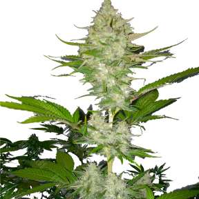Смотреть семена канабиса марихуана вредна ли