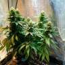 Семена марихуаны Auto Candy Kush feminised Ganja Seeds заказать