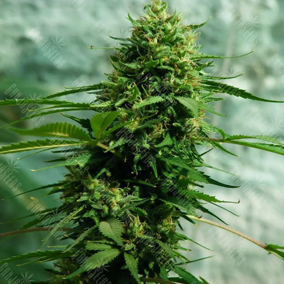 Jack Herer feminised Ganja Seeds семена купить, цены поштучно в