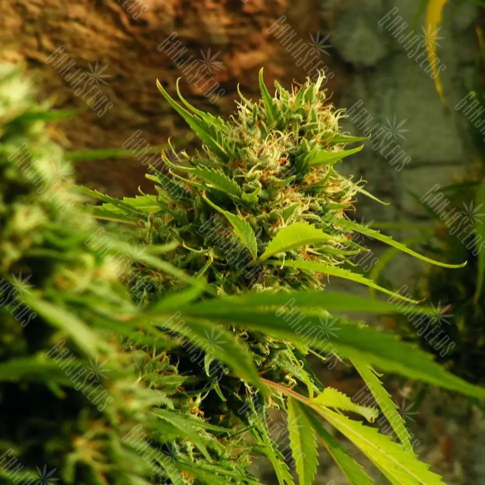 Jack Herer feminised Ganja Seeds семена купить, цены поштучно в