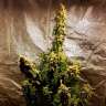 купить семена конопли недорого Auto Jack Herer feminised
