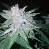 заказать семена конопли Украина Cool Rasta feminised заказать семена конопли Украина Cool Rasta feminised