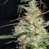 купить семена конопли в оригинальных упаковках K-Train feminised купить семена конопли в оригинальных упаковках K-Train feminised