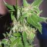 заказать семена конопли Украина Durban Poison feminised заказать семена конопли Украина Durban Poison feminised