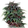 заказать семена конопли Durban Poison feminised заказать семена конопли Durban Poison feminised