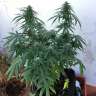 где можно заказать семена конопли Auto New York Diesel feminised GanjaLiveSeeds
