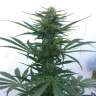 семена конопли гидропоники Auto New York Diesel feminised GanjaLiveSeeds