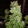 хорошие семена конопли Critical Kush feminised Barneys Farm хорошие семена конопли Critical Kush feminised Barneys Farm