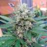 Семена конопли Auto Blue Mazar feminised Ganja Seeds