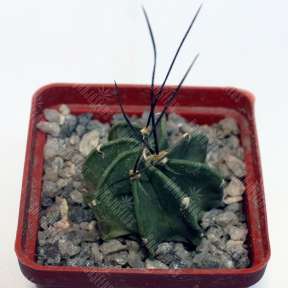 Astrophytum crassispinum taiho