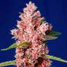 Семки Tropicanna Poison feminised GanjaLiveSeeds Fast Version недорого Семки Tropicanna Poison feminised GanjaLiveSeeds Fast Version недорого