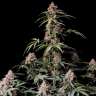 семена конопли заказать Auto Bubblelicious feminised
семена конопли заказать Auto Bubblelicious feminised