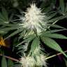 где заказать семена конопли Auto Bubblelicious feminised где заказать семена конопли Auto Bubblelicious feminised