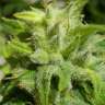 купить семена конопли Euforia feminised