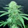 семена конопли дешево Auto Northern Lights feminised GanjaLiveSeeds семена конопли дешево Auto Northern Lights feminised GanjaLiveSeeds