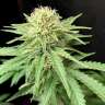 семена конопли с доставкой Auto Northern Lights feminised GanjaLiveSeeds семена конопли с доставкой Auto Northern Lights feminised GanjaLiveSeeds
