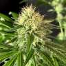 семена индийской конопли Auto Northern Lights feminised GanjaLiveSeeds семена индийской конопли Auto Northern Lights feminised GanjaLiveSeeds