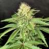 семена конопли автоцвет Auto Northern Lights feminised GanjaLiveSeeds семена конопли автоцвет Auto Northern Lights feminised GanjaLiveSeeds