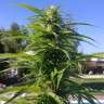 купить семена конопли в Украине Auto Super Bud feminised купить семена конопли в Украине Auto Super Bud feminised