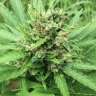 купить урожайные семена конопли Auto Super Bud feminised купить урожайные семена конопли Auto Super Bud feminised