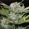 купить семена сортовой конопли Auto Super Bud feminised купить семена сортовой конопли Auto Super Bud feminised