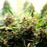 купить семена конопли в фирменной упаковке Auto Super Bud feminised купить семена конопли в фирменной упаковке Auto Super Bud feminised