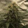 купить семена конопли с доставкой Auto Super Bud feminised купить семена конопли с доставкой Auto Super Bud feminised