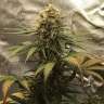 купить семена конопли в интернете Auto Super Bud feminised купить семена конопли в интернете Auto Super Bud feminised