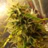 купить семена конопли аутдор Auto Super Bud feminised купить семена конопли аутдор Auto Super Bud feminised