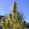 купить семена конопли Киев Auto Super Bud feminised купить семена конопли Киев Auto Super Bud feminised